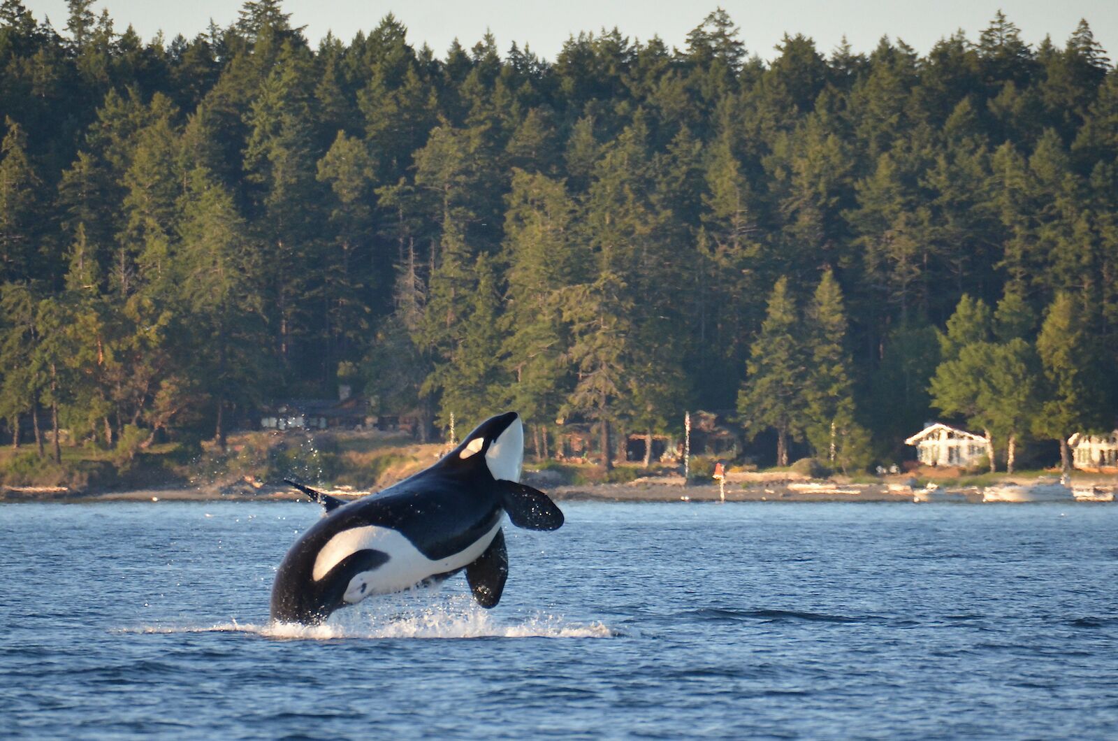 Complete Guide to Orcas Island: Insider Tips and Must-See Attractions