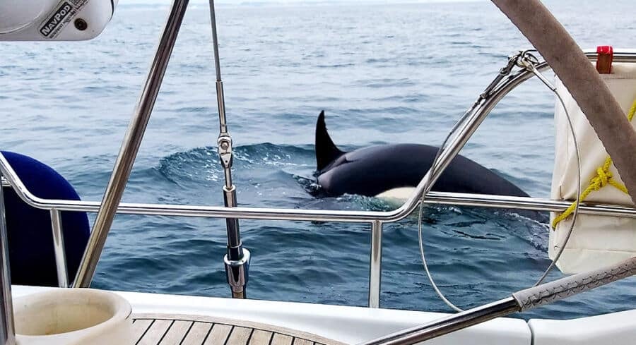 Orcas Attacking Boats: A Rising Concern for Maritime Safety