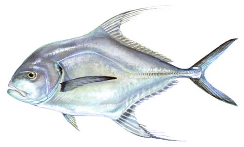 African Pompano: The Ultimate Guide to This Exotic Fish