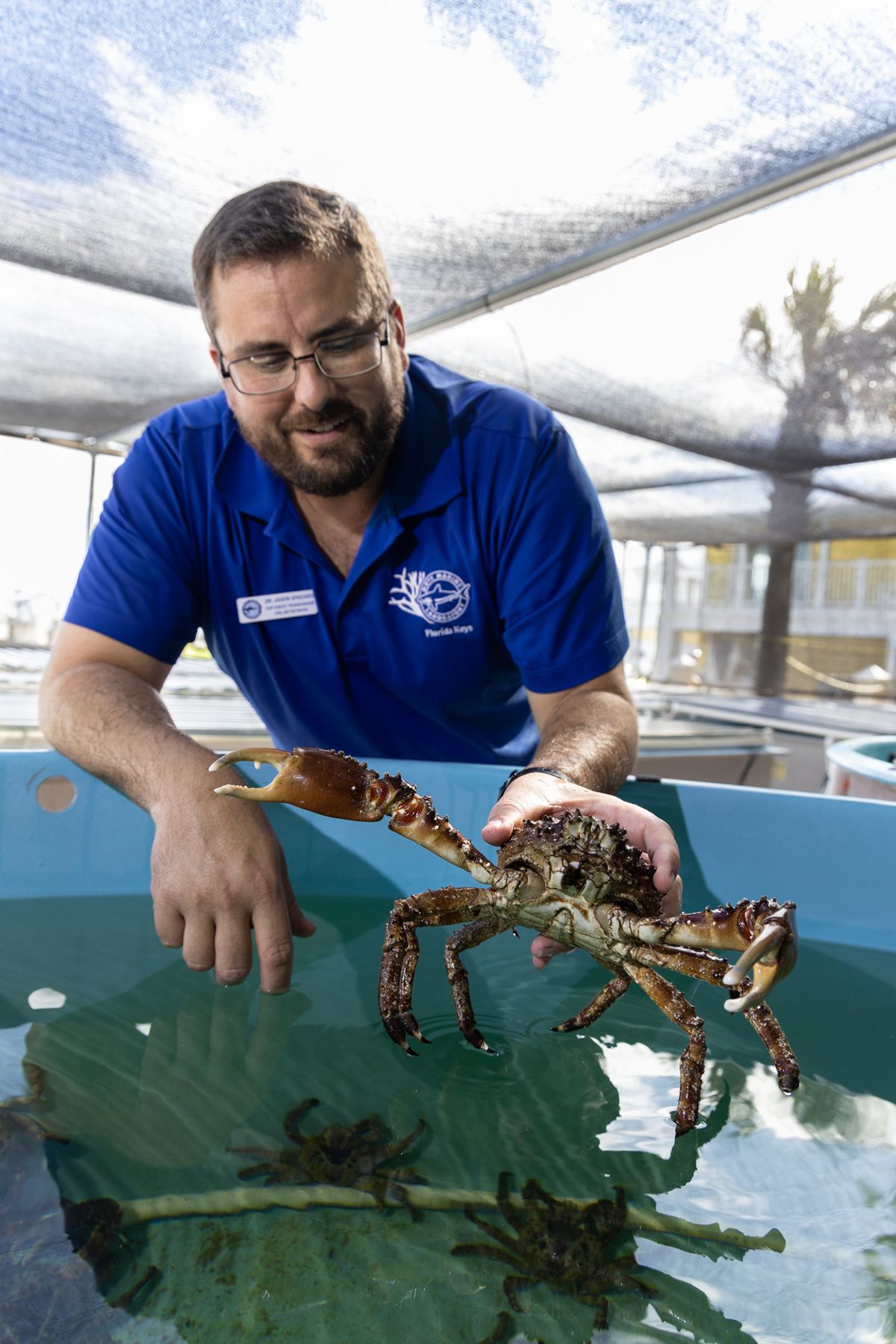 Mote Marine Restoring Coral: Caribbean King Crabs to the Rescue