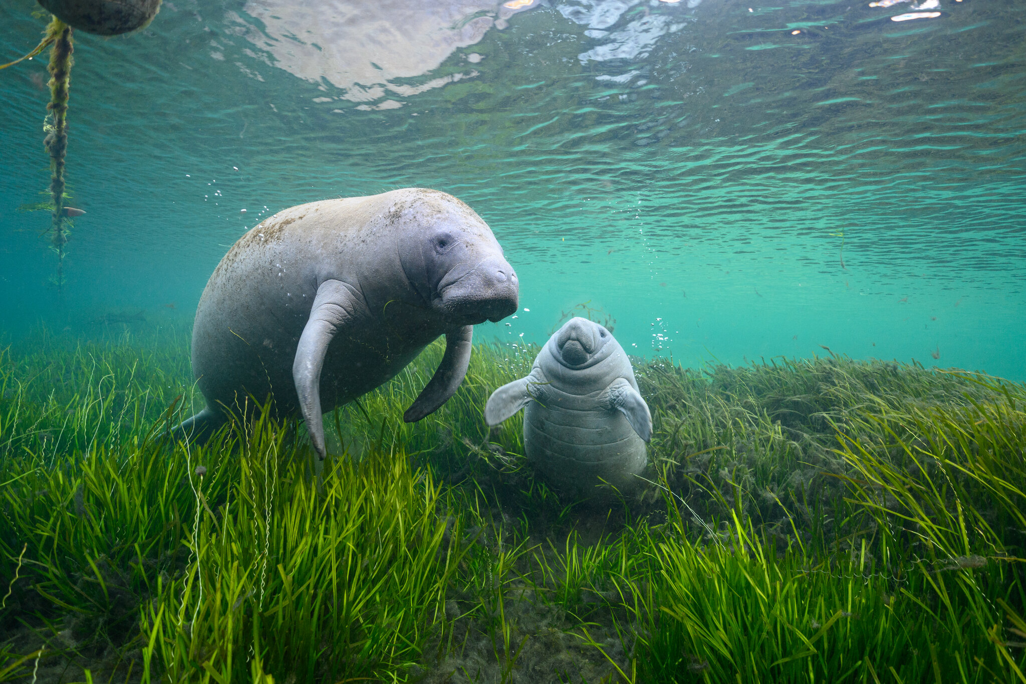 What Do Manatees Eat: A Comprehensive Guide on Their Diet